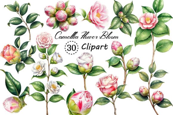 Download Camellia Flower Bloom PNG Clipart - Png clipart Collection